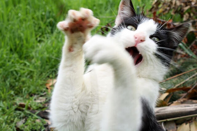 KAIYUNAPP-主力轮换带来的战术多样性解析，主力轮换带来的战术多样性解析是什么