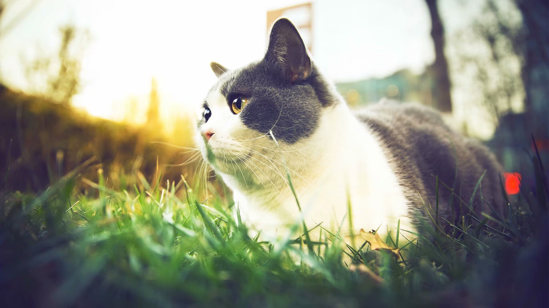 开云集团中国官网-兴隆湖畔，见证速度与荣耀，兴隆湖456亩项目