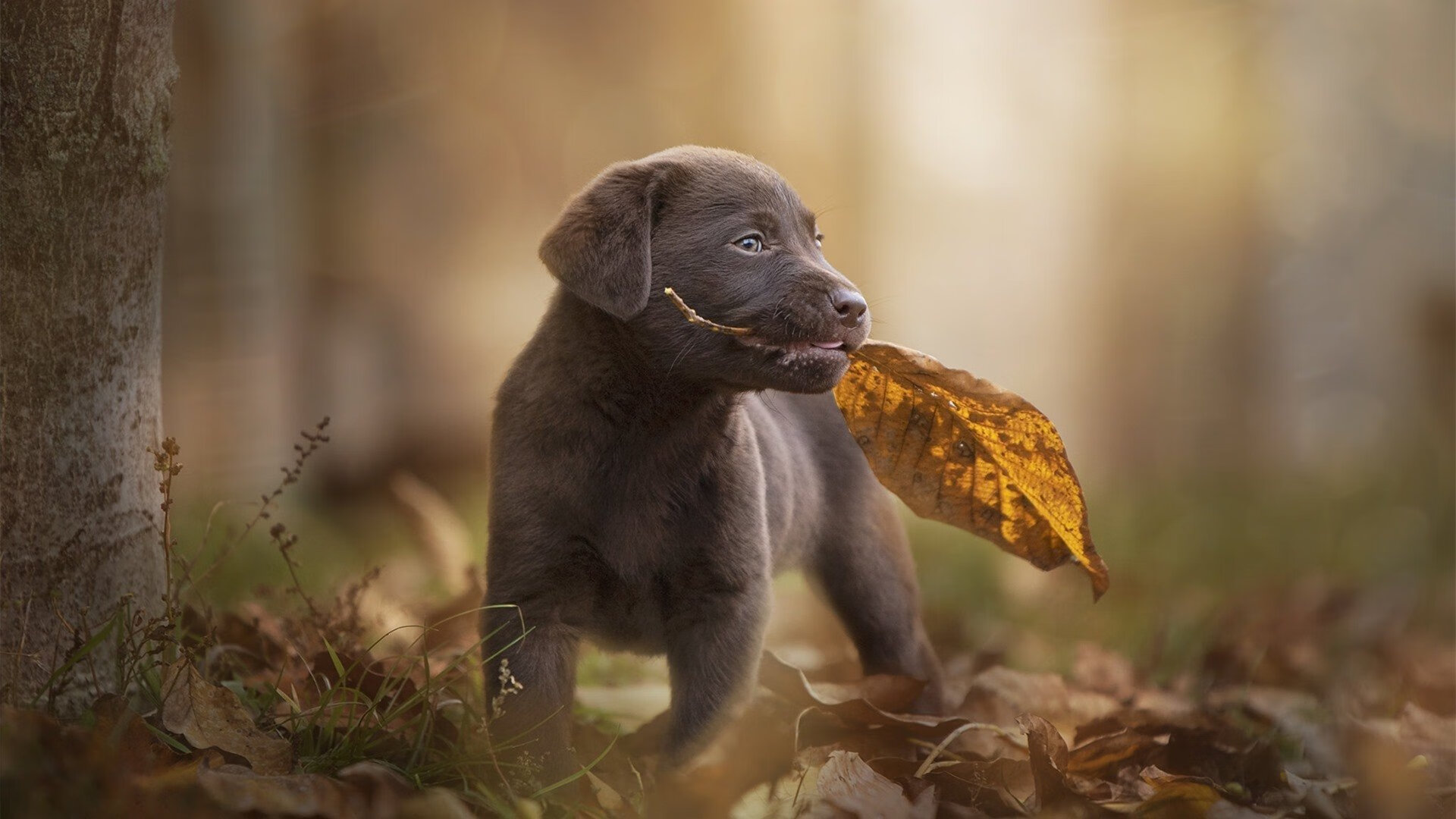 开云官方网站-瑞典乒乓球团队在2024年世界杯的强势崛起，瑞典乒乓球名单